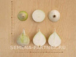 Лук репчатый Комета - Партнер фото 6