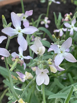 Маттиола ЛЕТНЕЕ БЛАГОУХАНИЕ В ВЕЧЕРНЕМ САДУ - Уральский дачник фото 2