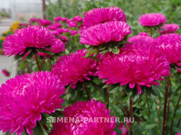 Астра китайская Дамский Роман - Партнер фото 5