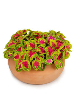 Колеус шлемниковидный Визард Роуз - Партнер фото 3