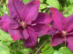 Клематис Рахваринн