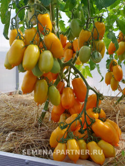 Томат Сиеста - Партнер фото 4