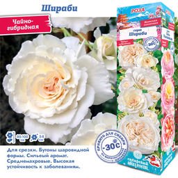 Роза Шираби (Японская/Чайно-гибридная) 1шт