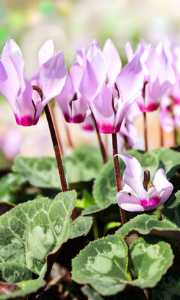 8d3ee66b09f2e160d633b6629b23bb7dimw1n0jblmfz4xtu