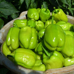Перец Долма Турецкий - Dolma Biber