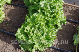 Салат листовой Геркулес - Партнер фото 5