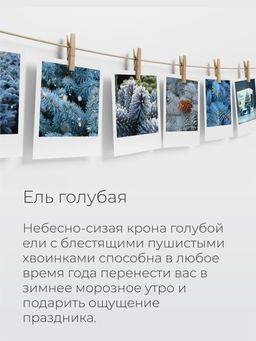 Набор д/выращивания растений "Магия цветов", "Ель голубая"