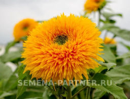Подсолнечник однолетний декоративный Дабл Делайт - Партнер фото 4