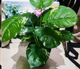 Цветочная композиция Сциндапсус 40 см / ZH-009 /уп 48/ - Галеонтрейд фото 2