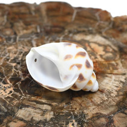 Ракушки природные "Пятнистая бабилония" 15*30мм, 5 ракушек Радуга камня