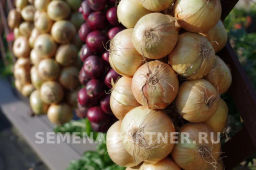 Лук репчатый Шетана МС - Партнер фото 5
