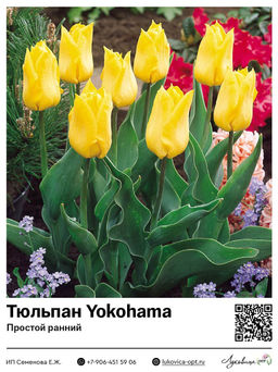 Тюльпан Yokohama (Простой ранний)