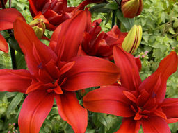 Лилия Ред Твин