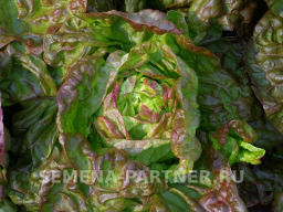 Салат кочанный Синдия - Партнер фото 4