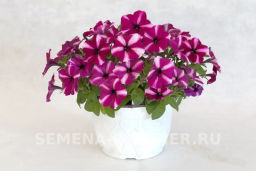 Петуния Мон Амур Эстель прямостоячая звезда бело-пурпурная - Партнер фото 3