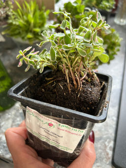 Очиток ложный Триколор