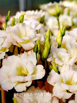 Эустома срезочная махровая шампань Мадам Баттерфляй - Партнер фото 5