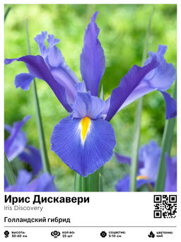 Ирис Discovery (Голландский гибрид) - Голландские луковицы фото 2