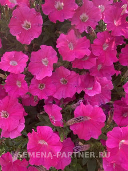 Петуния МиМи Жаклин каскадная розовая с глазком - Партнер фото 4