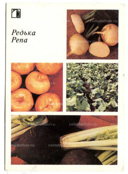 Открытка Редька.Репа