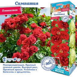 Роза Симпатия (Плетистая) 1шт
