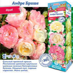 Роза Андре Брише (Имка Марина) (Шраб) 1шт