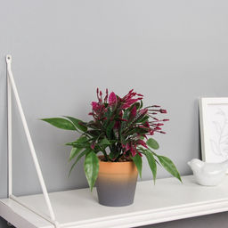 Искусственный цветок в горшке Птицемлечник, 8.5?18 см, МИКС