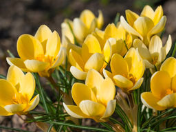 Крокус Yellow Mammouth (Еллоу Маммос) 5 шт - Долина роз фото 5