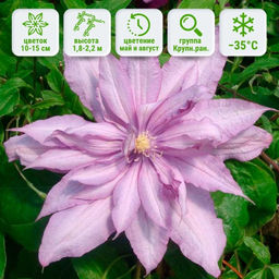 Клематис Миссис Спенсер Кастл