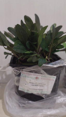 Живучка ползучая Чоклейт Чипс