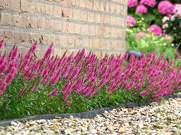 Вероника колосистая Ротфукс