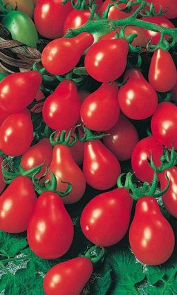 Томат КРАСНЫЙ КОЛОКОЛЬЧИК  Богатый урожай! Сладкие грушки и для еды, и на закуску, и на засолку! Не болеет!