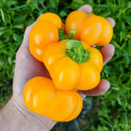 Сладкий Перец Гогошары Солнечный
