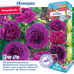 Роза Минерва (Флорибунда) 1шт