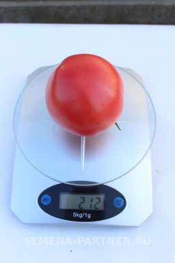 Томат Леди Роуз - Партнер фото 6