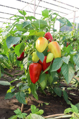 Перец ПОЛЁТ  Стабильный урожай в любое время! Раннеспелый, стенка до 8 мм! - Уральский дачник фото 3