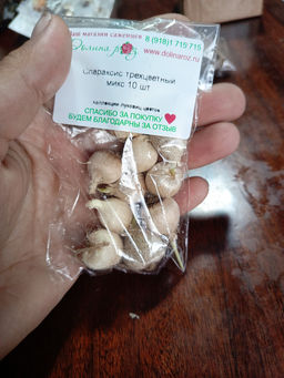 Спараксис трехцветный микс 10 шт