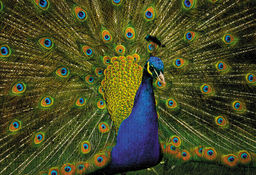 ФРЕЯ Пазл 500 элемент. PZL-500/75 Роскошный павлин