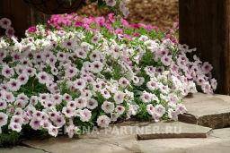 Петуния Шок Вэйв Пинк Вайн многоцветковая каскадная - Партнер фото 3