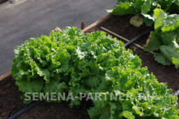 Салат листовой Геркулес - Партнер фото 6