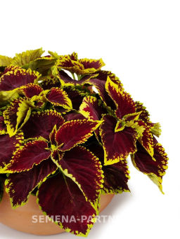 Колеус шлемниковидный крупнолистный Биг Бэн Скарлет - Партнер фото 4