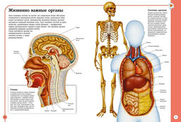 Первый атлас анатомии человека. Барсотти Э. - Махаон фото 4