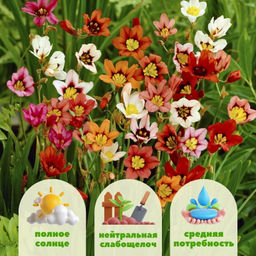 Спараксис трехцветный микс 10 шт