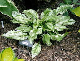 Хоста Zebra Stripes - Голландские луковицы фото 3