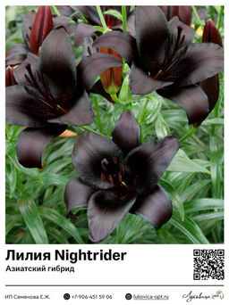 Лилия Nightrider (Азиатский гибрид)