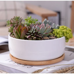 Горшок для кактусов и суккулентов «Эко Бонсай» керамический, 800 мл, 17×7 см, с деревянной подставкой, белый