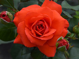 Роза Салита - Долина роз фото 2