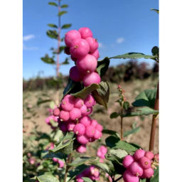 Снежноягодник доренбоза Мэджикал Винтерберри С5