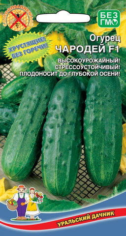Огурец ЧАРОДЕЙ F1 Высокоурожайный! Хрустящий и без горечи! Стрессоустойчивый! Плодоносит до глубокой осени!
