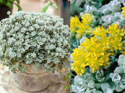 Очиток Кейп Бланко